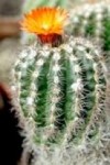 This is a photo of a small barrel cactus.
