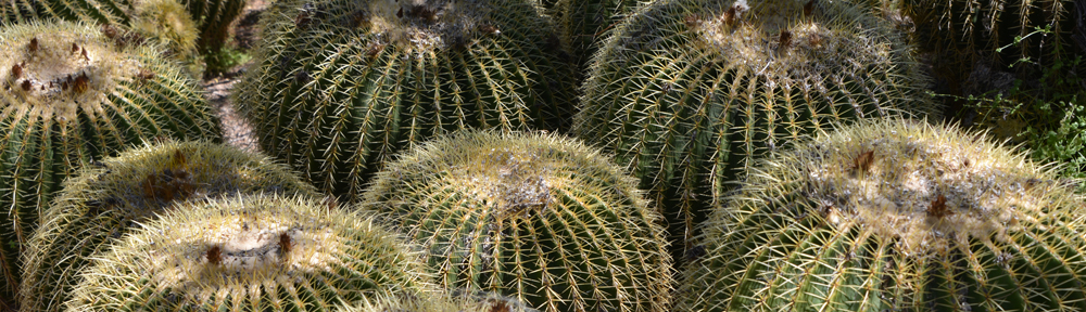 A photo of several barrel cactus