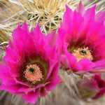 This is a photo of two bright pink cactus flowers.