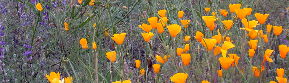 This photo shows a field of yellow poppies